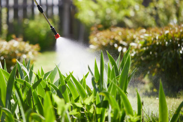 24/7 Emergency Termite Control experts in Concord, MO